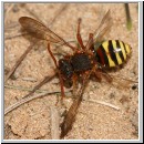 Nomada lathburiana - Wespenbiene w11.jpg